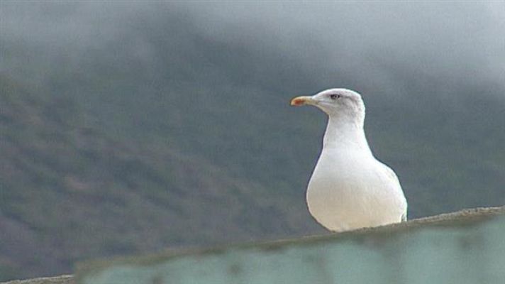 Senderos isleños - Retazos