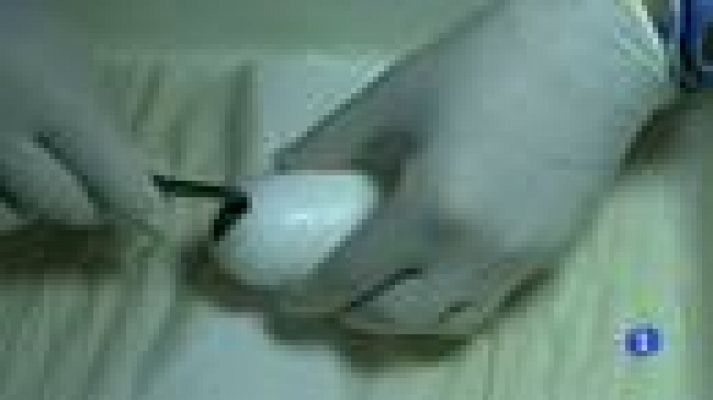 Noticias Aragón - Nacimiento cocodrilos del Nilo - 16/09/2016