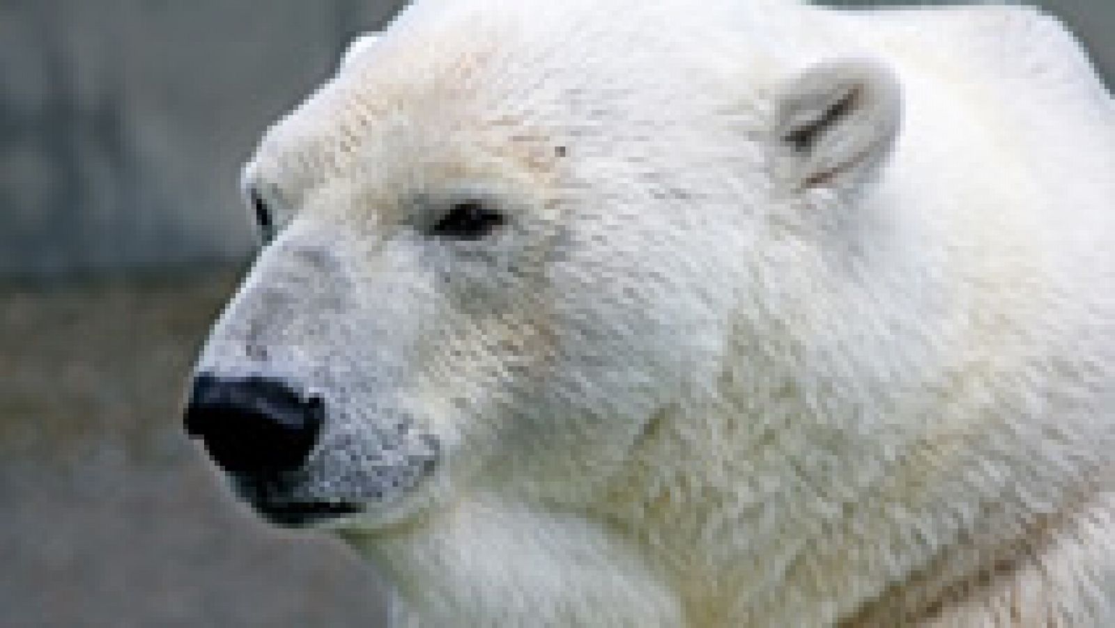 Telediario 1: Un grupo de osos polares acosa a cinco científicos de una estación meteorológica rusa en una isla del Ártico | RTVE Play