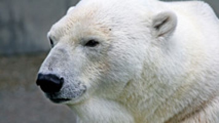 Un grupo de osos polares acosa a cinco científicos de una estación meteorológica rusa en una isla del Ártico