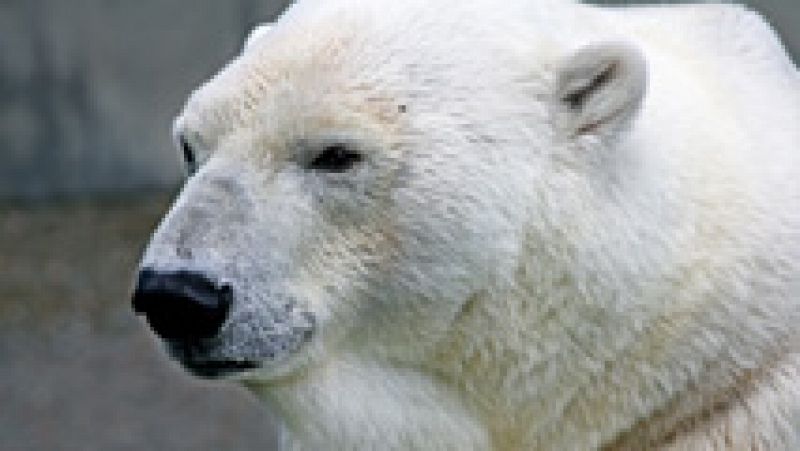 Un grupo de osos polares acosa a cinco científicos de una estación meteorológica rusos en una isla del Ártico
