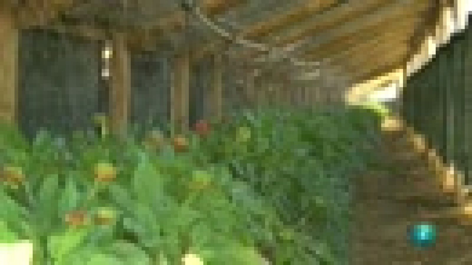 Agrosfera: Ginseng coreano en Soria | RTVE Play
