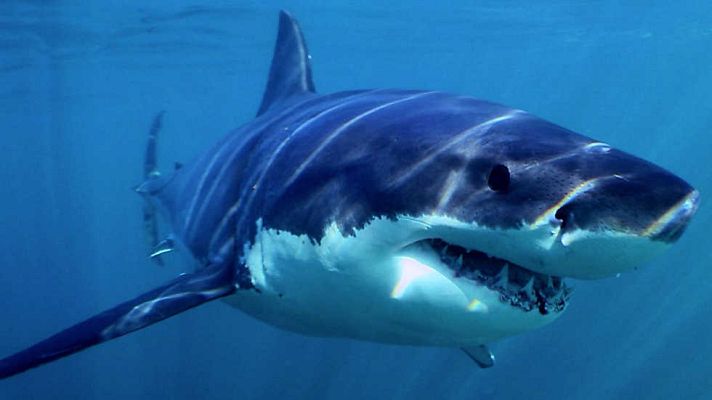 Grandes documentales - Tiburón. Episodio 1