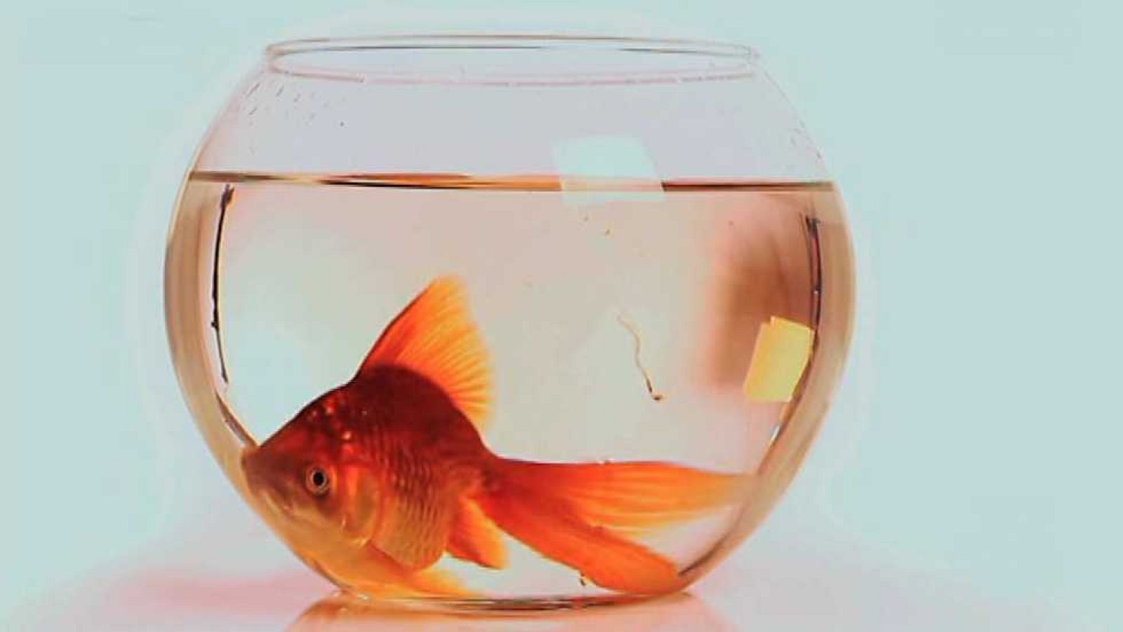 Desafia tu mente - 19/09/16 - ver ahora