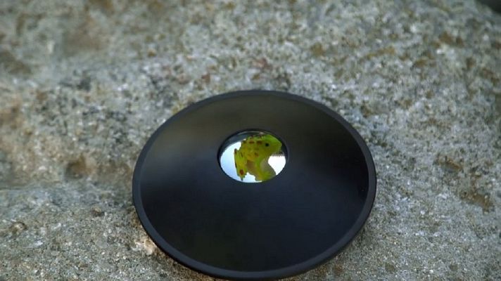 Desafía tu mente - ¿Una rana de goma o una ilusión?