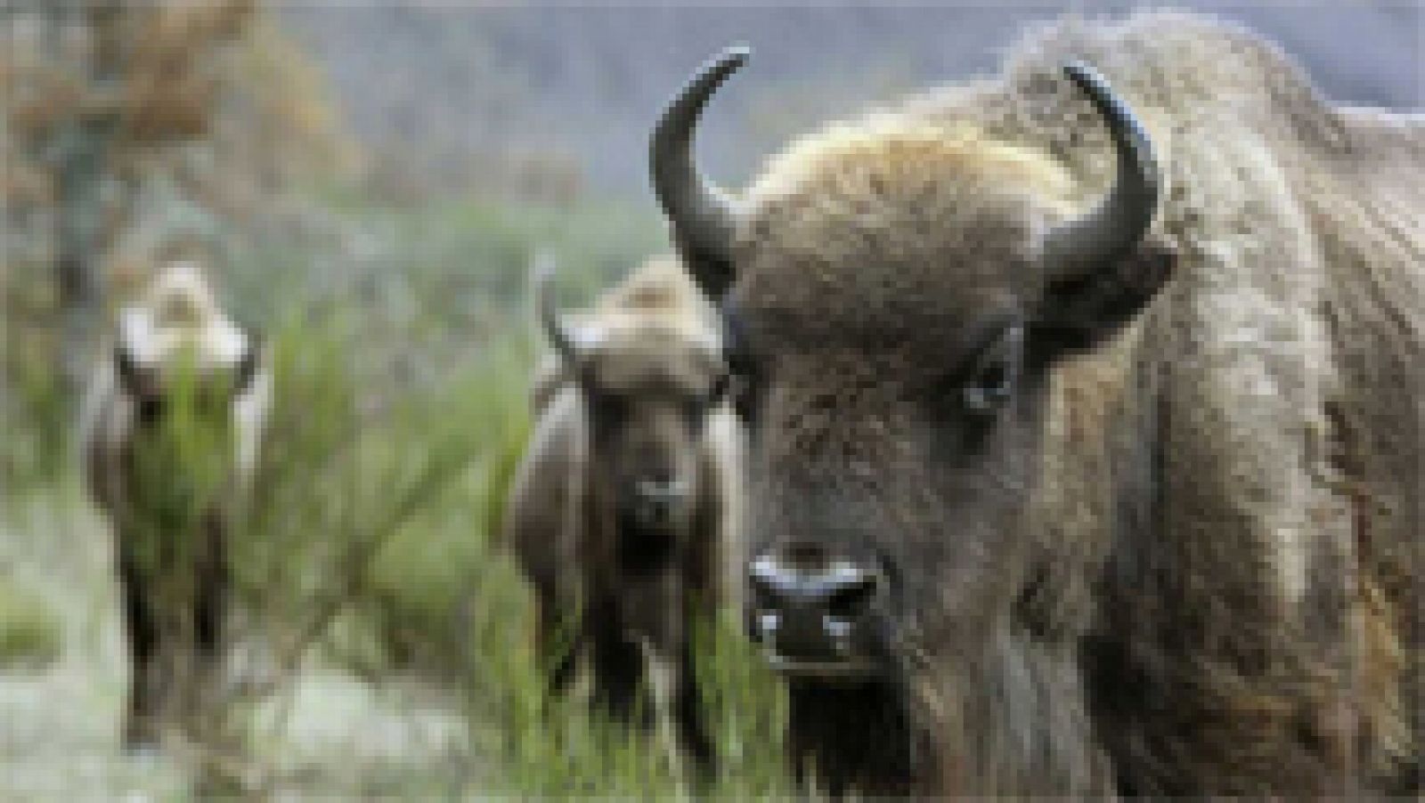 Telediario 1: El Seprona investiga la muerte y decapitación de un bisonte en la reserva valenciana de Valdeserrillas | RTVE Play