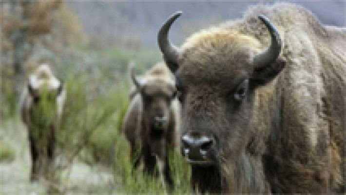 El Seprona investiga la muerte y decapitación de un bisonte en la reserva valenciana de Valdeserrillas
