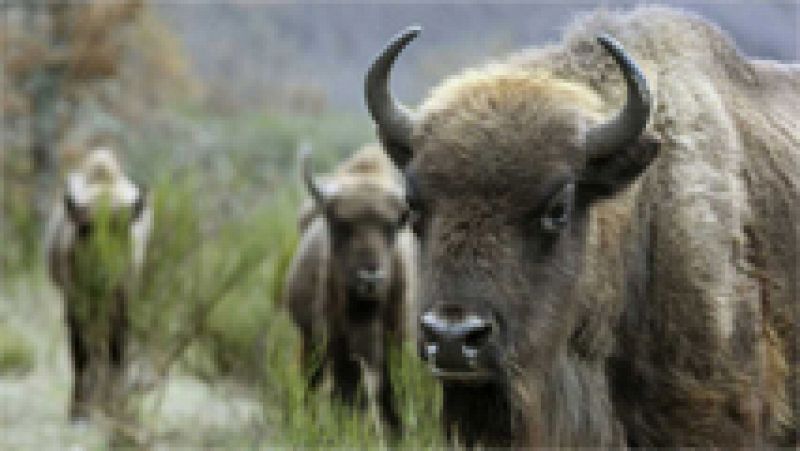 El macho alfa de la manada de bisontes de la Reserva de Valdeserrillas, de 800 kilos, ha sido encontrado decapitado. Quien lo mató se llevó además la cabeza del animal, ya que no ha sido encontrada. Otros tres ejemplares de la manada se encuentran en