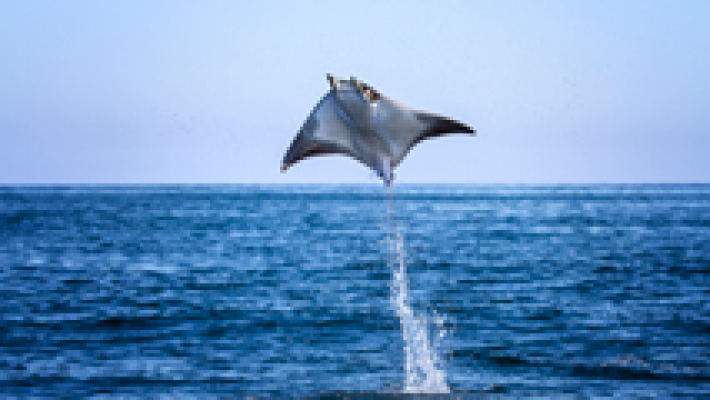  - Tiburón - El baile de las rayas