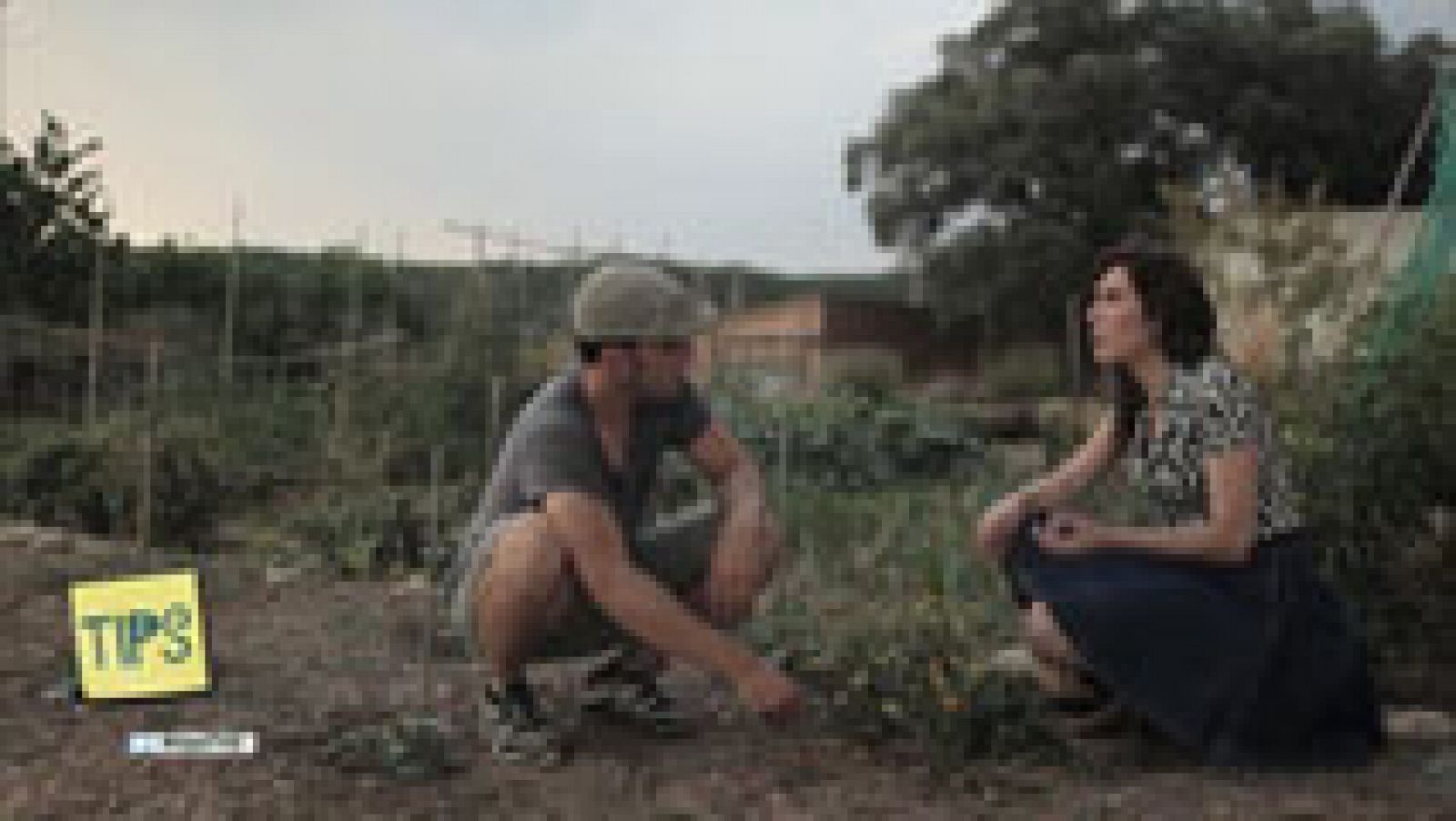 TIPS - Vida sana - El botiquín verde