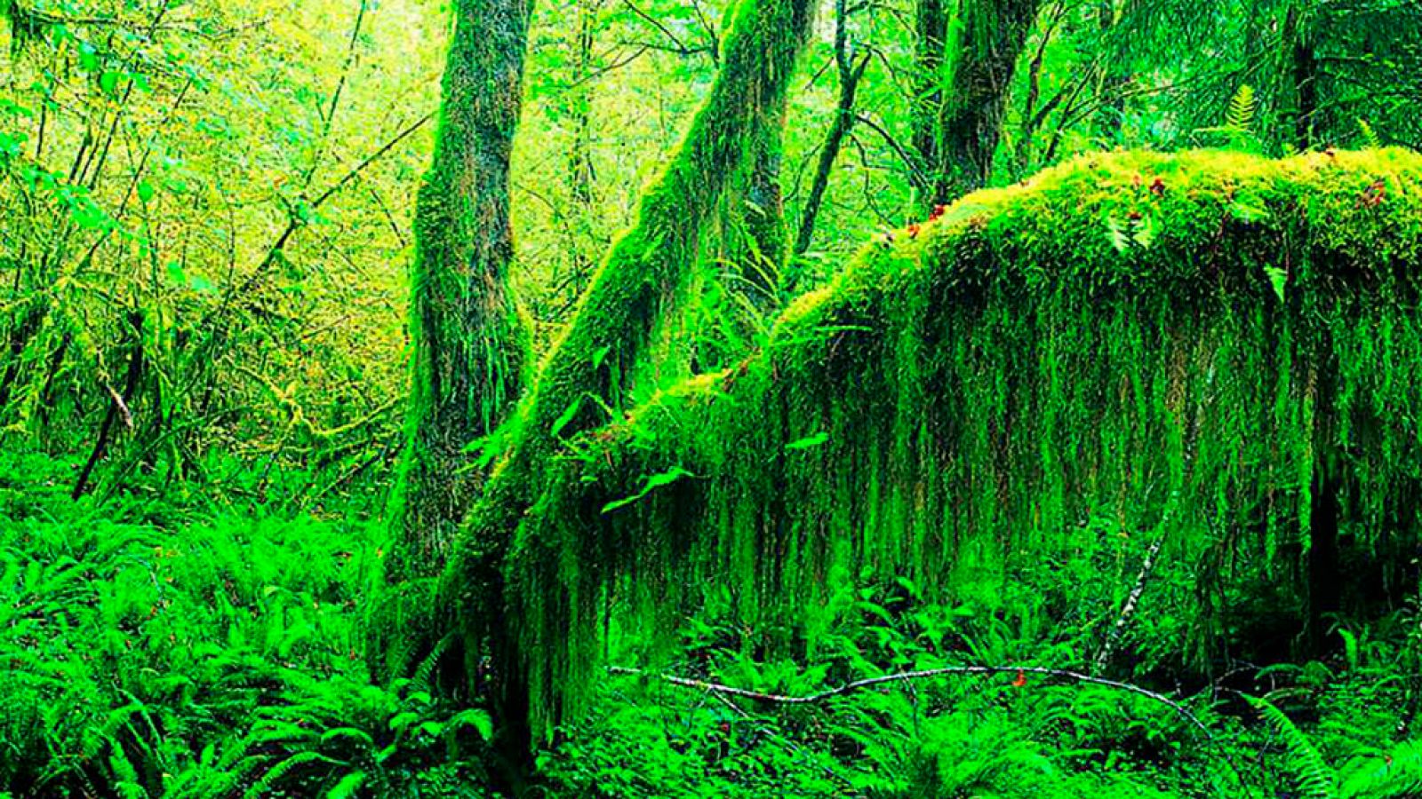 Grandes documentales - Colombia salvaje: El Chocó, la costa salvaje de Colombia - ver ahora