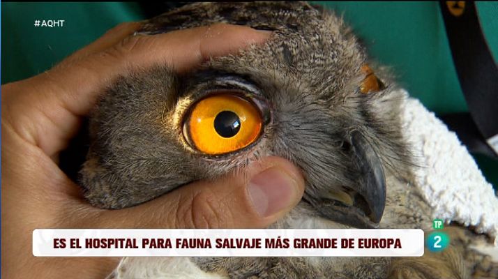 El mayor hospital de fauna salvaje de Europa