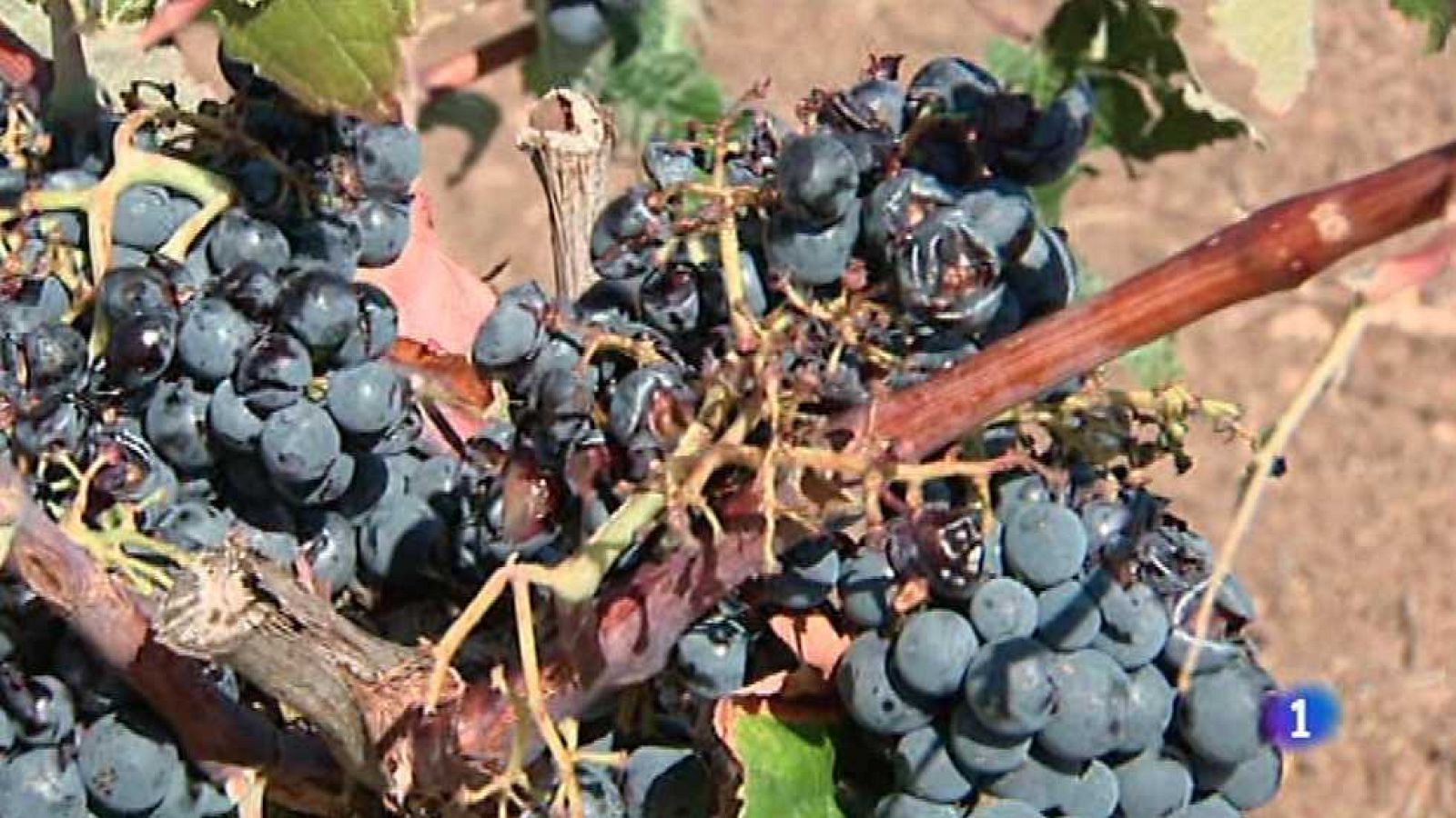 L'Informatiu - Comunitat Valenciana 2 - 26/09/16 - ver ahora