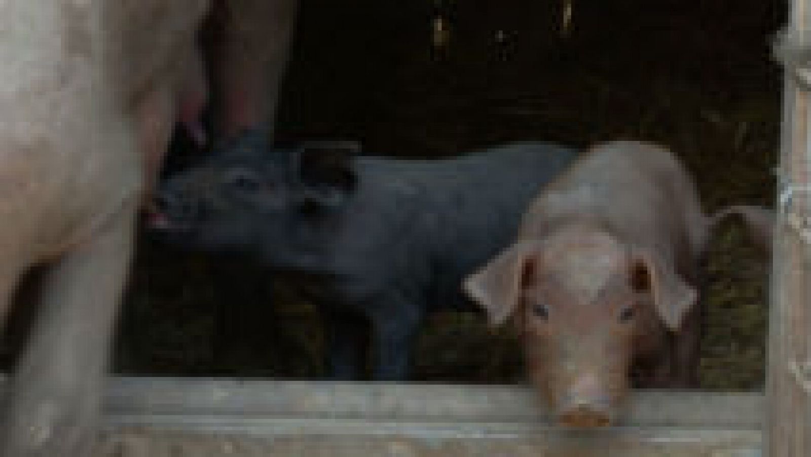 Cerdo ibérico: el origen de todo