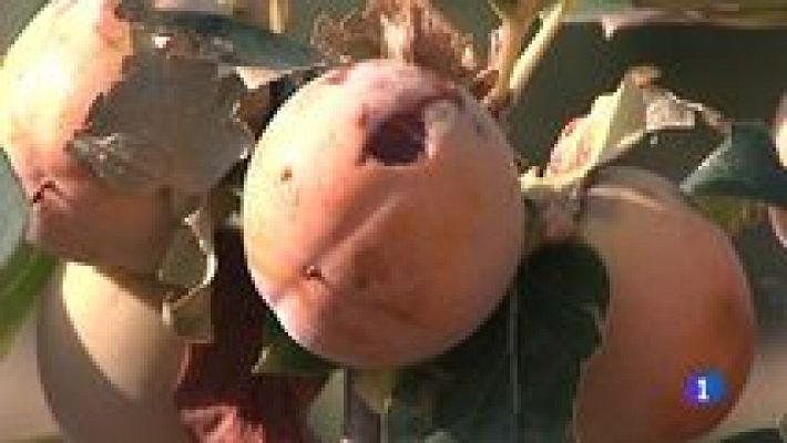 L'informatiu - Comunitat Valenciana - L'Informatiu - Comunitat Valenciana 2 - 27/09/16