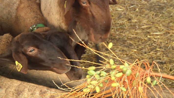 Aquí la Tierra - Dátiles y lentejas, el menú de esta oveja