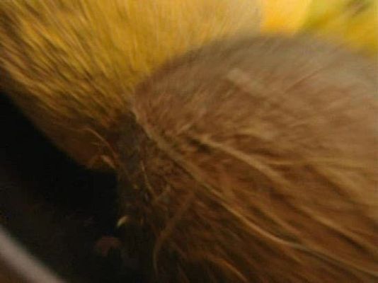 Zoom Tendencias - Aveda