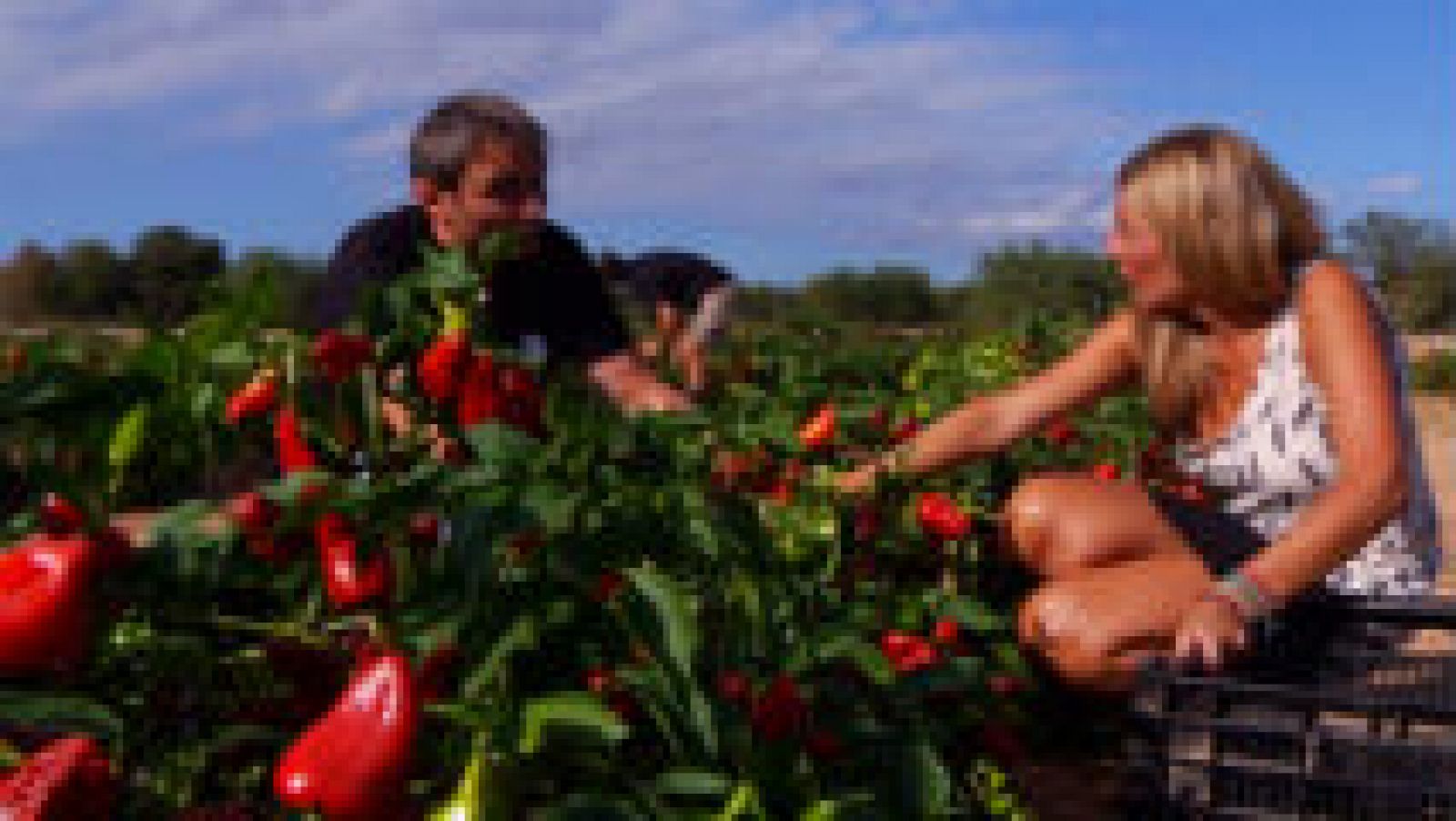  Un pimiento con corazón mallorquín 