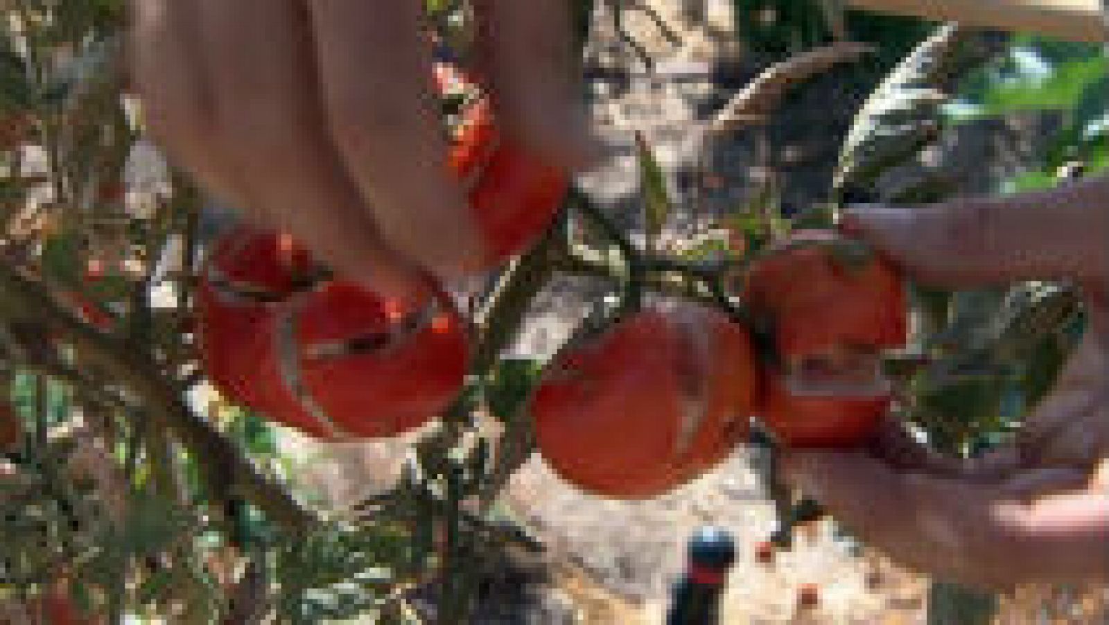 Cómo cuidar una planta de tomate