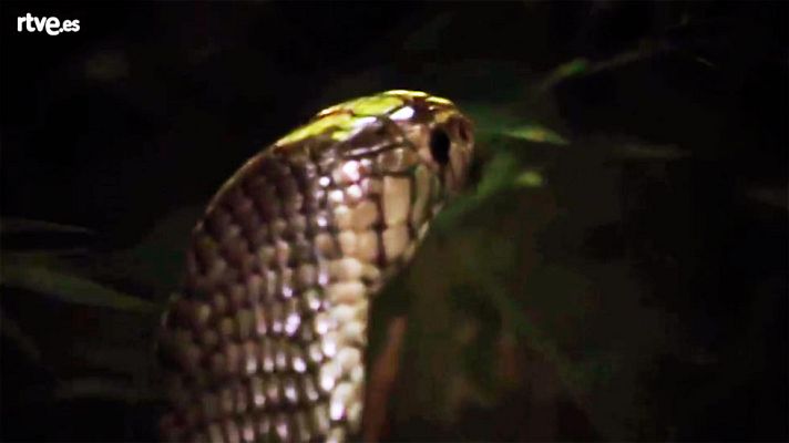 Grandes documentales - Velocidad mortal, el submundo oscuro - Avance