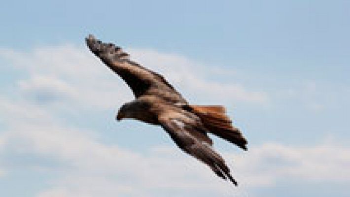 Se celebra el Día de las Aves