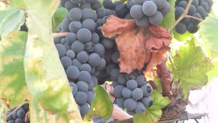 Zoom Tendencias - El Duero portugués, dejarse llevar