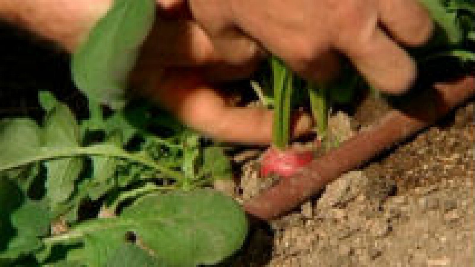 Cómo cultivar rabanitos en tiempo récord