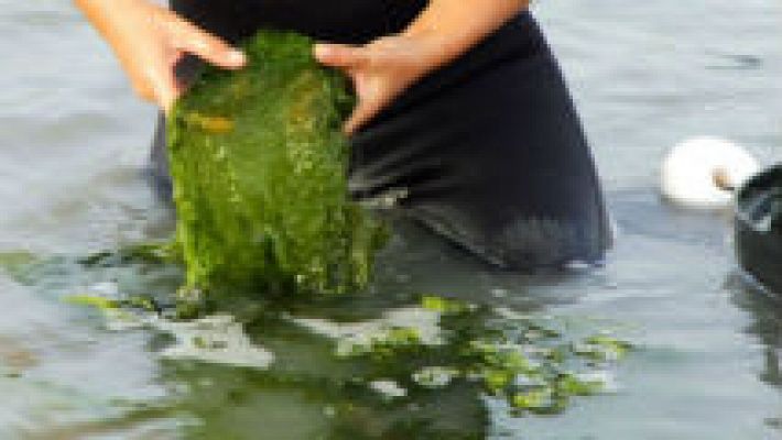 Las algas llegan al plato