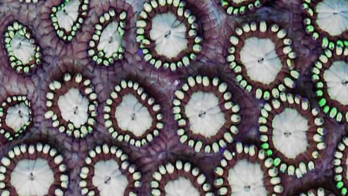 Zoom net - Tek Fest, Braava Jet y Mafia 3