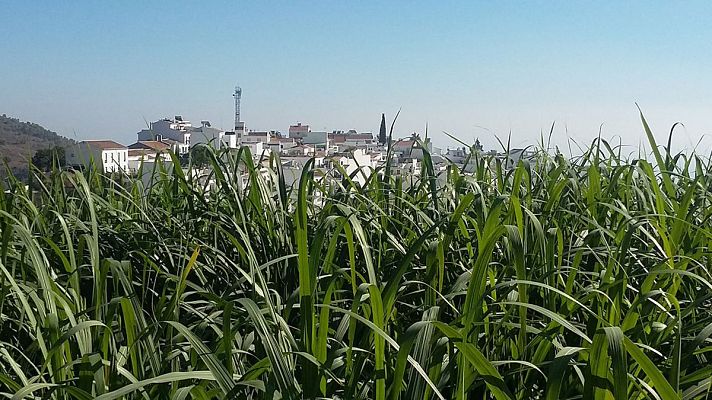 España Directo - Así se fabrica la miel de caña