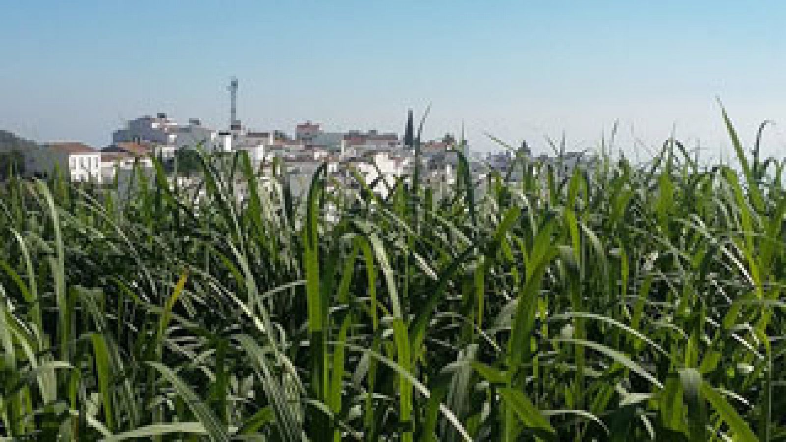 Así se fabrica la miel de caña