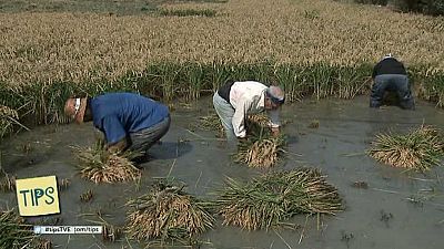 Tips - 10/10/16 - ver ahora 