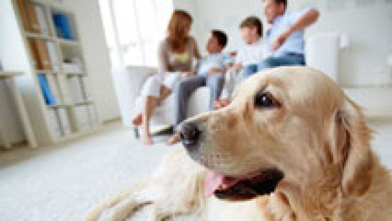 Reclaman una reforma en el Código civil para regular la custodia de las mascotas