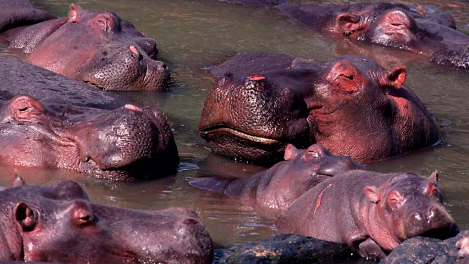 Grandes documentales - La supremacía del hipopótamo