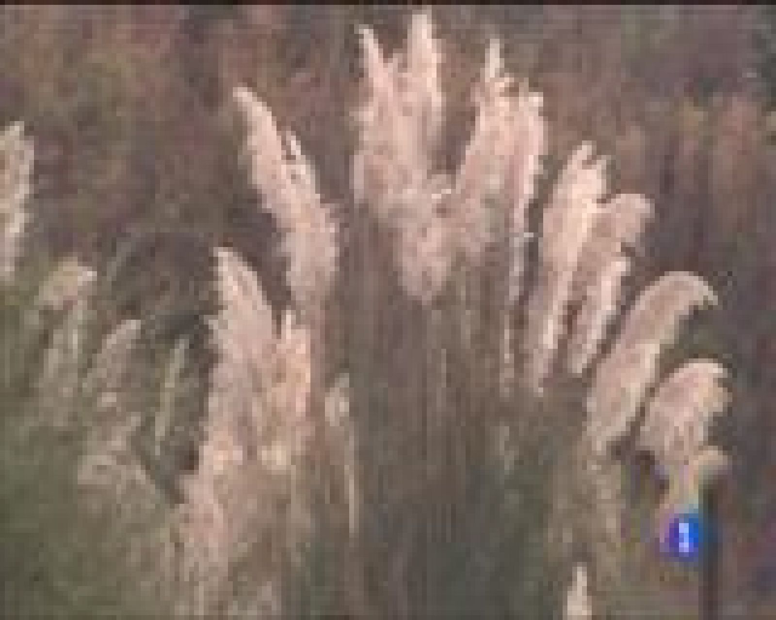 Panorama Regional 2 - 13/10/16 | Ver