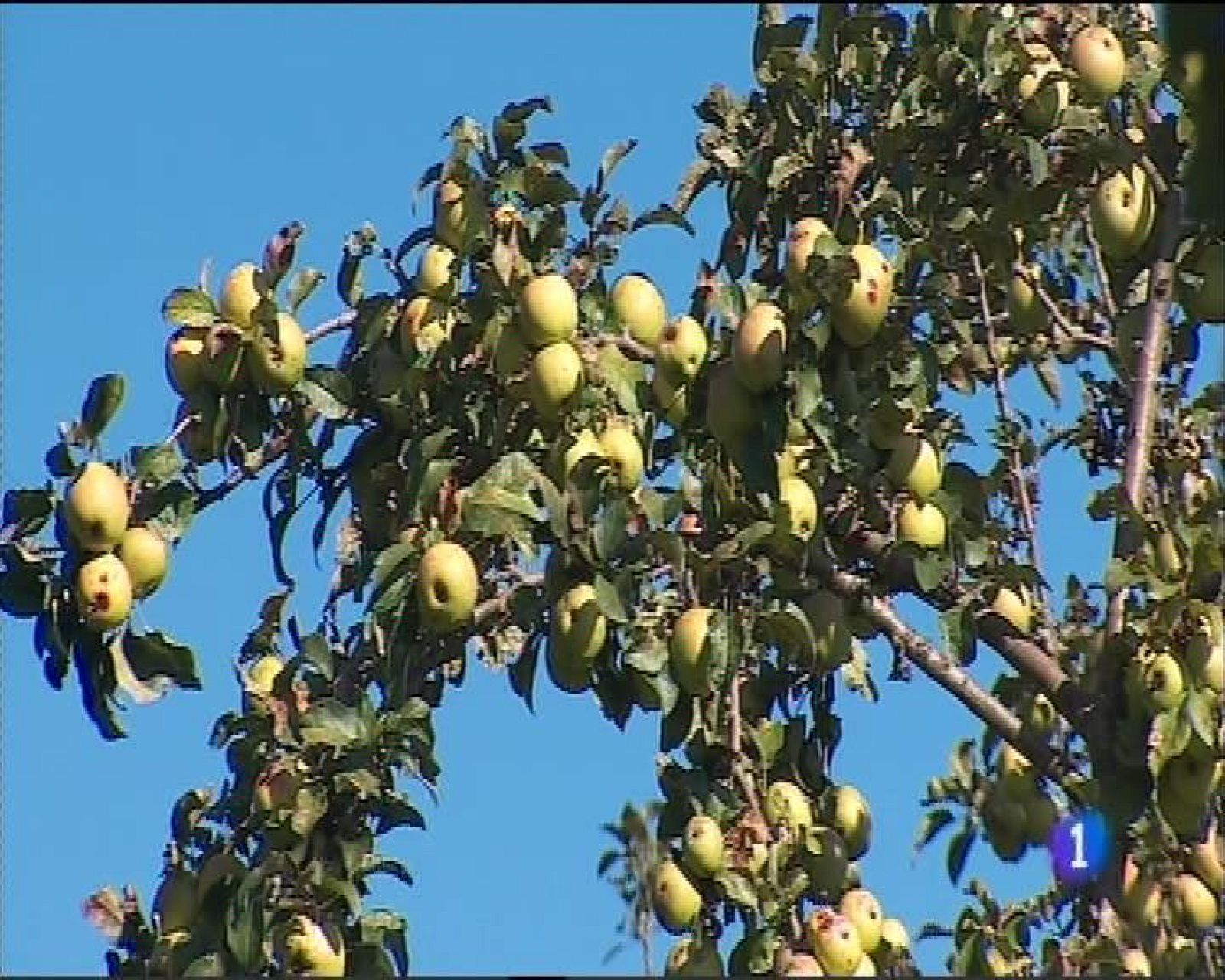 Panorama Regional 2 - 14/10/16 | Ver