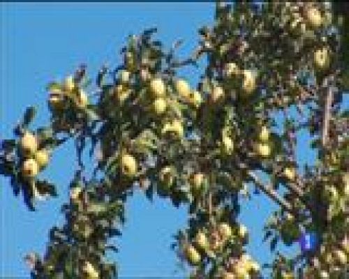 Panorama Regional - Panorama Regional 2 - 14/10/16