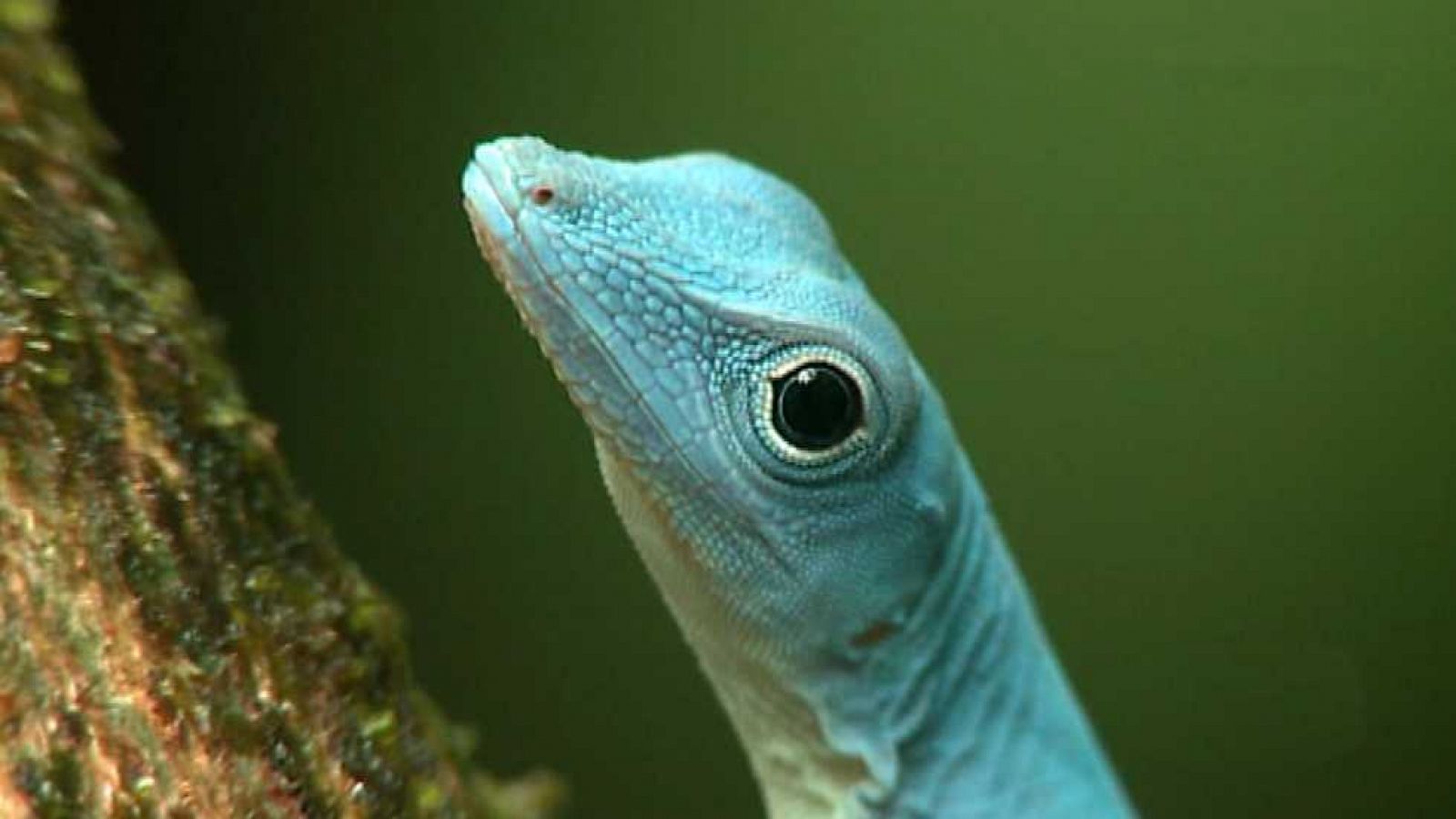 Grandes documentales - Patrimonio de la humanidad: Santuario de flora y fauna de Malpelo (Colombia)