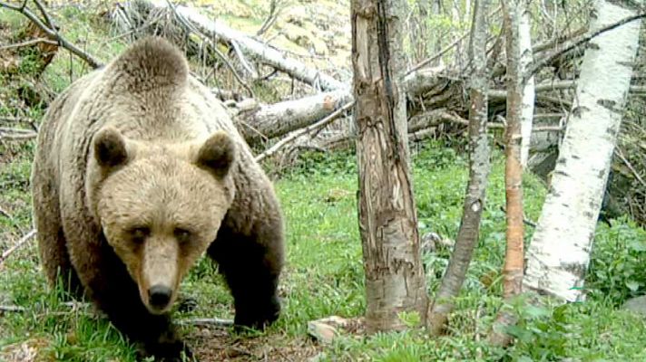 Mi vecino es un oso