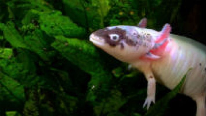 Aquí la Tierra - Peces que parecen de otros mundos