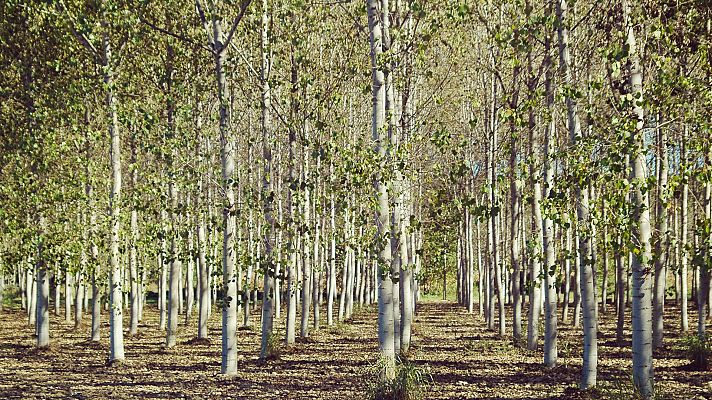 El bosque protector - Choperas