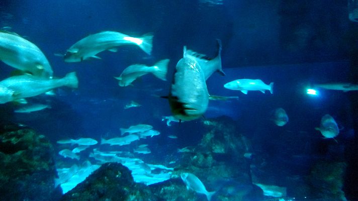 Lab24 - Física de vanguardia / Durmiendo con tiburones - avance