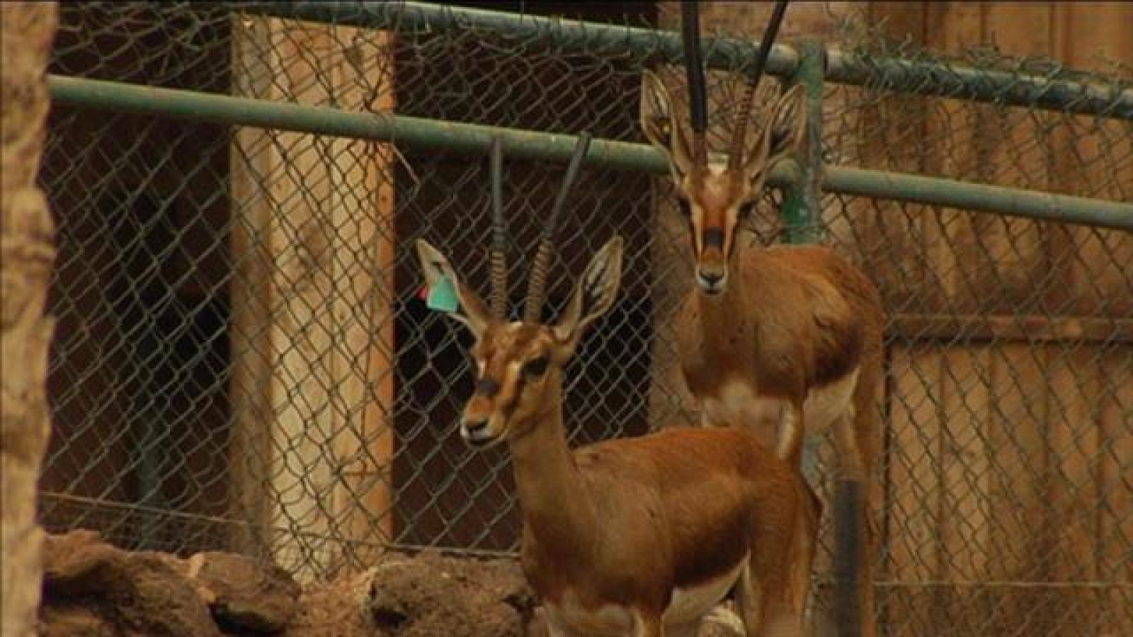 Gacelas Fuerteventura | Ver