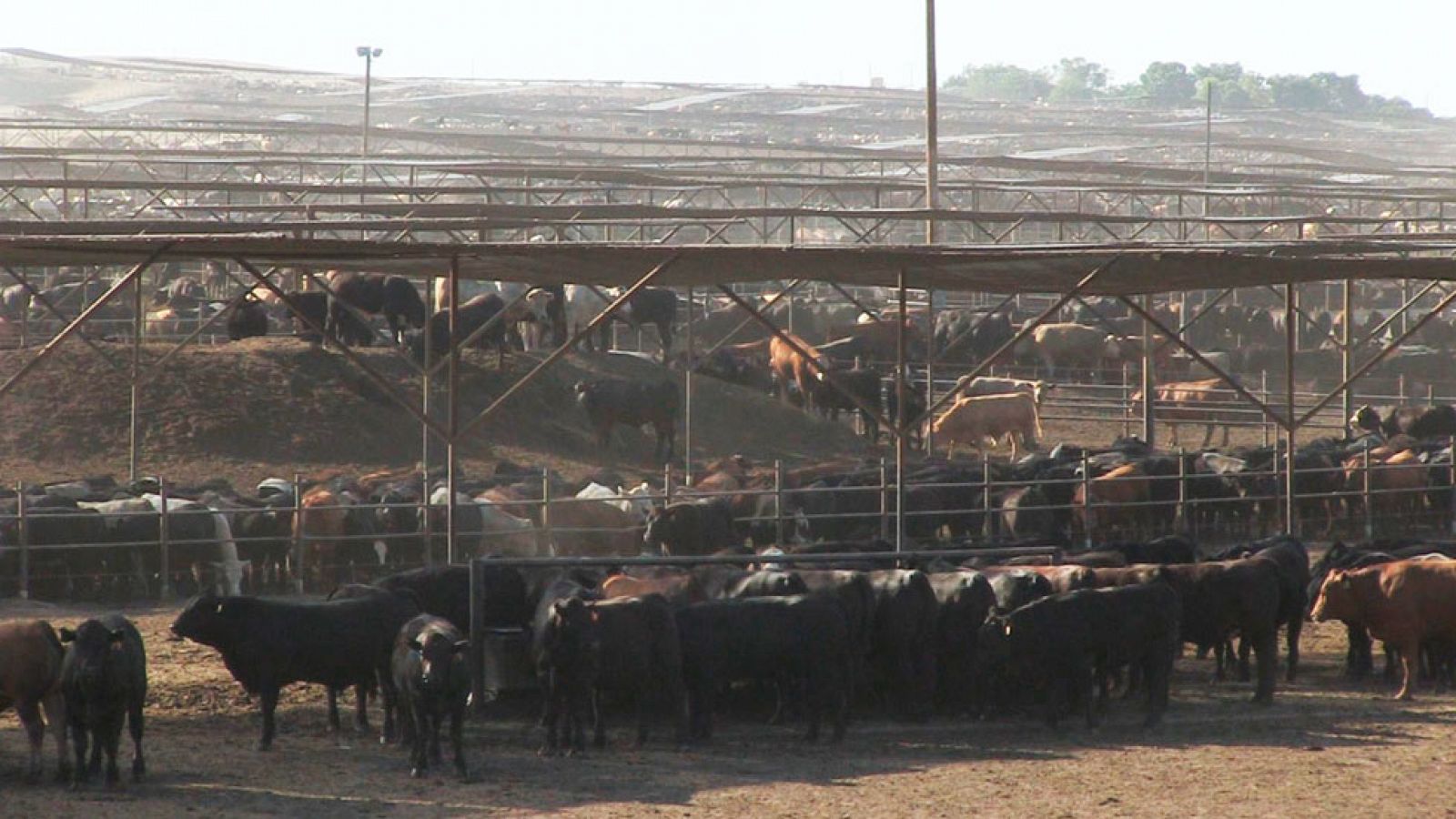 La noche temática - 'Un mundo sin carne',  así empieza