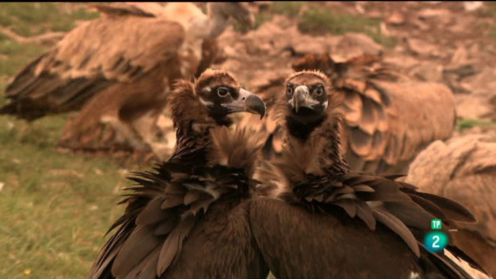 La Aventura del Saber. TVE. Diclofenaco: la muerte silenciosa