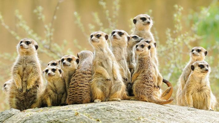 Grandes documentales - Los suricatos 3D