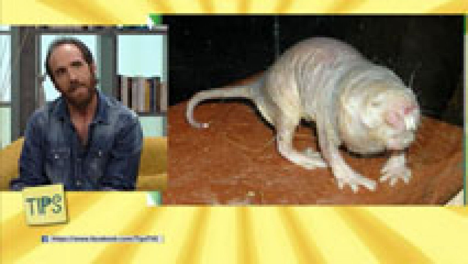 TIPS - La taza de Einstein - Animales feos