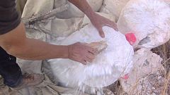 Aquí la tierra - Así trabajan los caleros