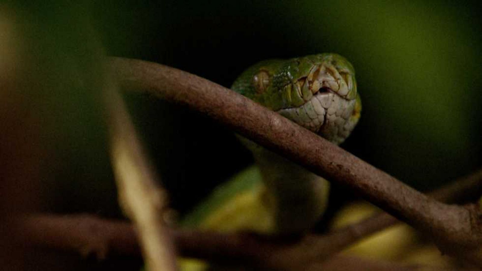 Grandes documentales - Las islas más salvajes de Indonesia: Reino de dragones - ver ahora