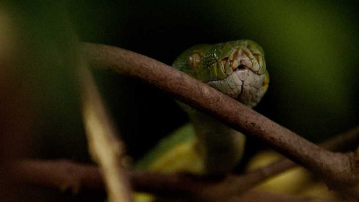 Grandes documentales - Las islas más salvajes de Indonesia: Reino de dragones